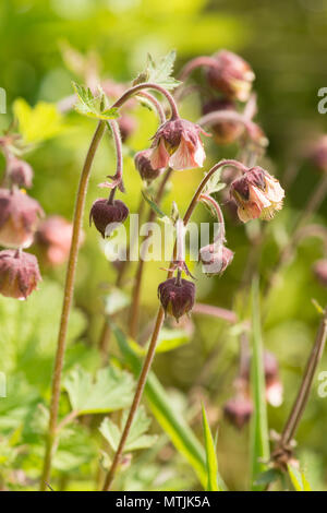 Benoîte Geum rivale, l'eau, Sussex, UK, mai, pondplant la faune Banque D'Images