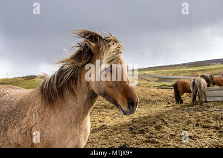 Le cheval islandais est une race chevaline développée en Islande.Les chevaux sont petits, parfois de taille poney, la plupart des registres pour l'Icelandic parler comme d'un cheval. Les chevaux Islandais ont une longue durée de vie et hardy et ils ont peu de maladies ; la loi islandaise empêche les chevaux d'être importées dans le pays et exportés les animaux ne sont pas autorisés à revenir. L'Icelandic affiche deux allures, en plus de la marche, trot et galop, galop/couramment affichée par d'autres races. Banque D'Images