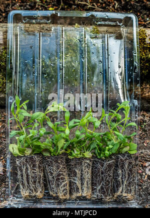 Cinq Erigeron karvinskianus Vergerette du Mexique, l'aka, plants comme affecté d'une pépinière, attendant d'être planté. Banque D'Images