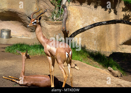 Gerenuk mâle et femelle Banque D'Images