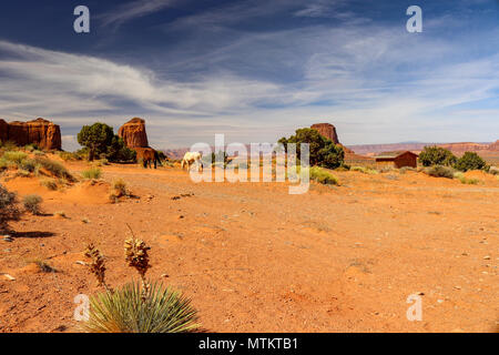 Les chevaux se nourrissent de ce qu'ils peuvent trouver dans le désert de Monument Valley Utah Banque D'Images