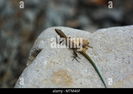 Un petit lézard tacheté brun vert avec queue, couché sur la mer de cailloux, macro, close-up Banque D'Images