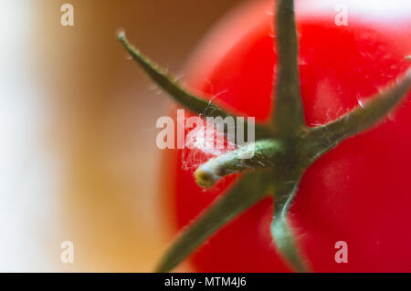 Tomates mûres fraîches sur fond noir, macro photo Banque D'Images