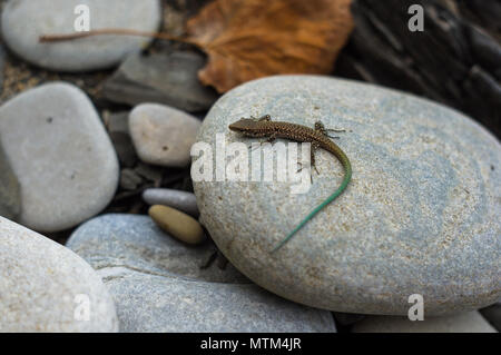 Un petit lézard tacheté brun vert avec queue, couché sur la mer de cailloux, macro, close-up Banque D'Images