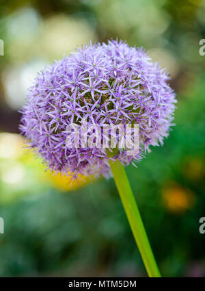 Oignon (Allium Giganteum géant) dans un jardin en fleurs Banque D'Images