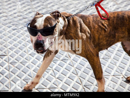 Chien Boxer noir portant des lunettes de soleil sur la rue Banque D'Images