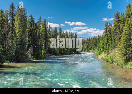 Belle rivière dans le parc national Jasper, Alberta, Canada. Banque D'Images