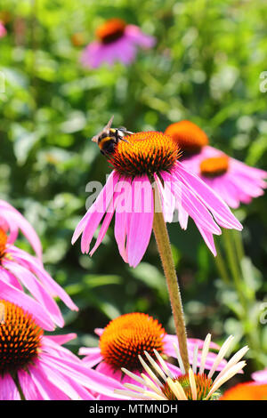 Bumblebee sur les fleurs d'Echinacea purpurea Banque D'Images