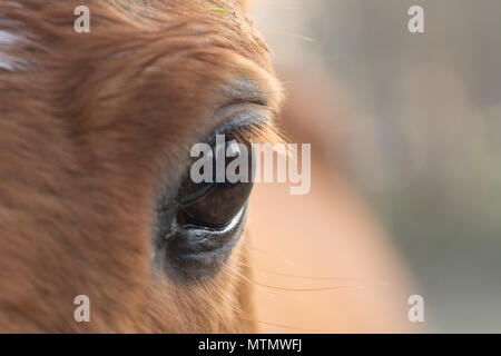 Cose-up eye cheval / poney avec des cils. Banque D'Images