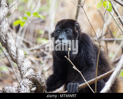 Singe hurleur (Alouatta palliata) dans la forêt tropicale sèche de l'auvent dans le Peninsula Papagayo de Guanacaste Costa Rica Banque D'Images