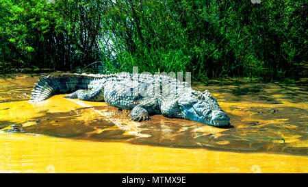 Le crocodile du Nil dans le lac Chamo, le parc national de Nechisar, Ethiopie Banque D'Images