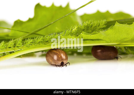 Tiques énorme pleine de sang sous les feuilles vertes, studio shot. Banque D'Images