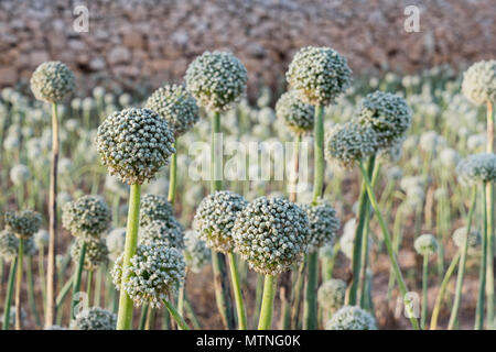 Vue rapprochée de l'oignon Allium fleurs plantes ornementales, selective focus Banque D'Images