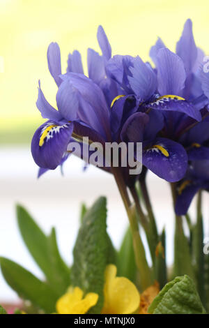 Iris fleurs pourpre au printemps Banque D'Images