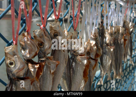 Filets de poisson suspendus sur la clôture pour sécher au soleil, Macao, Chine. Banque D'Images