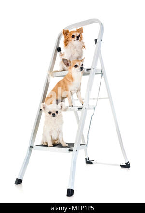 Trois chihuahuas in front of white background Banque D'Images