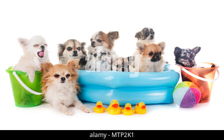 Les Chihuahuas en vacances in front of white background Banque D'Images