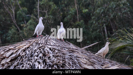 Les pigeons debout sur toit de maison en bois en campagne au Vietnam. Banque D'Images