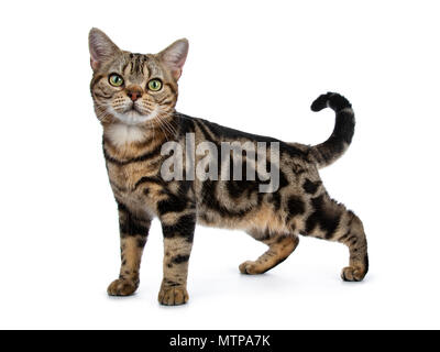 Tabby brun et noir American Shorthair cat kitten debout côte façons isolé sur fond blanc looking at camera Banque D'Images