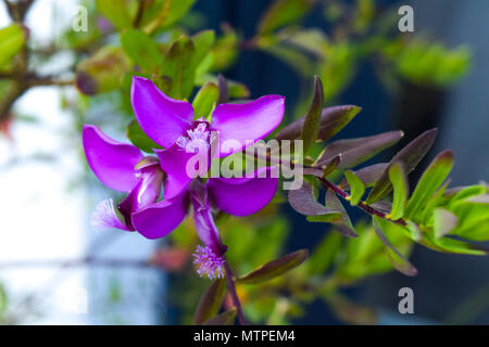 Fleur violette, rose des fleurs sur un arbre Banque D'Images