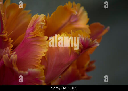 Photo de gros plan Jardin Tulip petals (rouge, orange et jaune) Banque D'Images