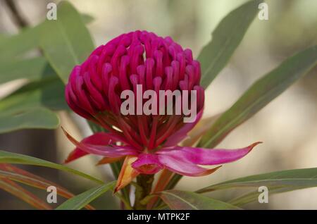 Magnifique fleur Waratah de l'Australie. Un magnifique écran. Banque D'Images