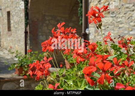 Les fleurs rouges en feu dans le soleil de Toscane, de prendre le soleil et fleurit tout droit de l'image Banque D'Images