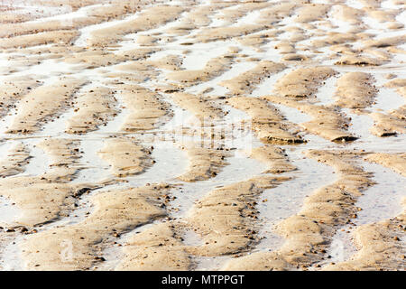 Le sable humide sur la magnifique plage de régime des vagues Banque D'Images