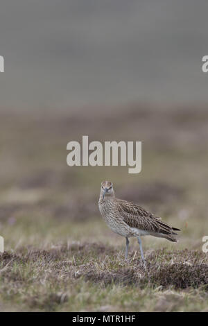 Un courlis corlieu (Numenius phaeopus) sur l'Îles Shetland, en Écosse. Banque D'Images