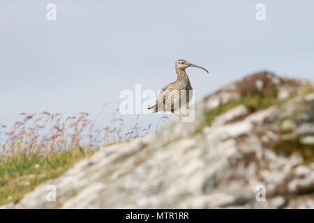 Un courlis corlieu (Numenius phaeopus) sur l'Îles Shetland, en Écosse. Banque D'Images