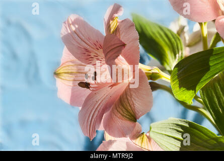 L'alstroemeria rose vif, fleurs. Focus macro empilés. Banque D'Images