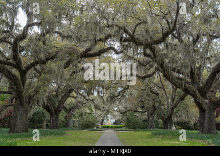 Live Oak Allée de Brookgreen Gardens, Caroline du Sud Banque D'Images