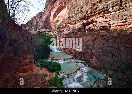 L'automne de castor sur Havasu Creek Banque D'Images