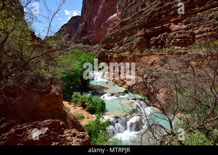 L'automne de castor sur Havasu Creek Banque D'Images