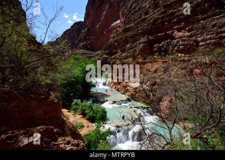 L'automne de castor sur Havasu Creek Banque D'Images