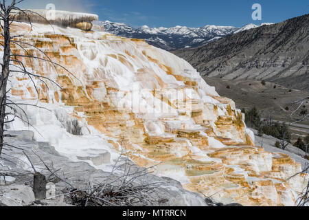 Secteur de Printemps à Mammoth Hot Springs dans le Parc National de Yellowstone Banque D'Images