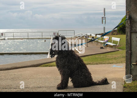 Un chien à la chienne noire attend patiemment tandis que son propriétaire nage dans la piscine sur l'océan à proximité de Black Head Beach, sur la côte nord de la Nouvelle-Galles du Sud, en Australie Banque D'Images