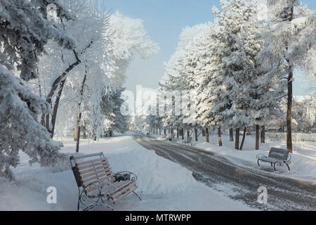 Arbres d'hiver couverts de neige. Banc de neige gelée blanche dans le paysage du parc. Banque D'Images