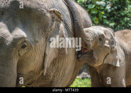 Bébé éléphant ludique Banque D'Images