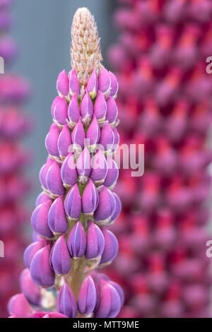 De superbes fleurs lupin mauve dans jardin, avec feuillage vert en arrière-plan. Banque D'Images