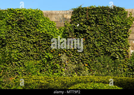 Mur de brique en pierre recouverte de lierre grimpant Banque D'Images