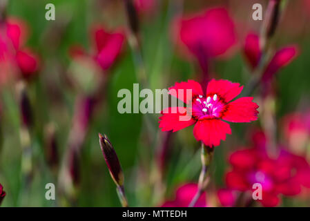 Photo horizontale avec de belles fleurs rouge de petite fleur oeillet. Bloom a nice centre avec les pistils couverts par polen. La prolifération d'autres plantes sont à bac Banque D'Images
