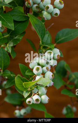 Photo verticale avec plusieurs fruits de bleuets immatures. Fruit a une couleur vert clair et plante a de nombreuses feuilles vert foncé sur la tige et les rameaux. Backgrou Banque D'Images