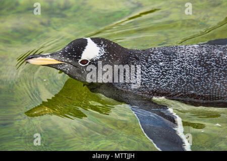 Manchots au zoo d'Edimbourg, Edinburgh, Ecosse, Royaume-Uni. Banque D'Images