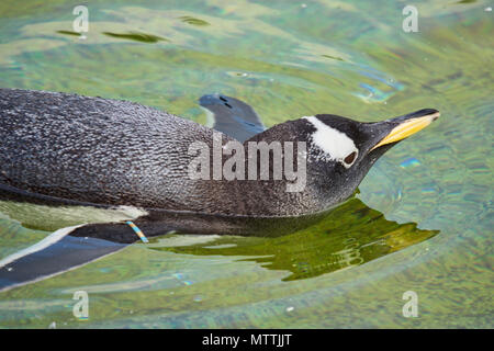 Manchots au zoo d'Edimbourg, Edinburgh, Ecosse, Royaume-Uni. Banque D'Images