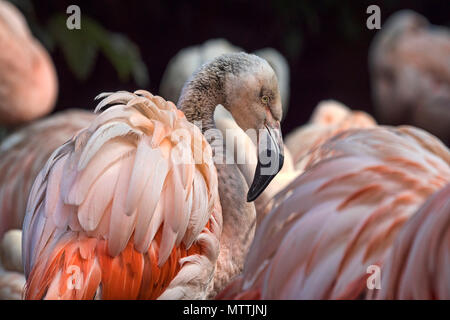 Flamant rose close up au zoo d'Edimbourg, Edinburgh, Ecosse, Royaume-Uni. Banque D'Images