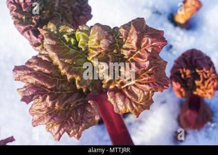 Début des pousses de rhubarbe venant à travers la neige en Ecosse, Royaume-Uni. Banque D'Images