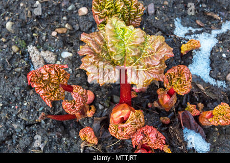 Début de la rhubarbe shoots venant par en Ecosse, Royaume-Uni. Banque D'Images