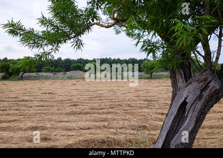 Domaine des amandiers avec couper les tiges de blé en lignes à gauche après la récolte. Campagne Murgia. Pouilles, Italie Banque D'Images