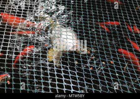 Un étang du poisson avec la carpe coi et poissons rouges dans un jardin intérieur à Surrey, England, UK SE Banque D'Images